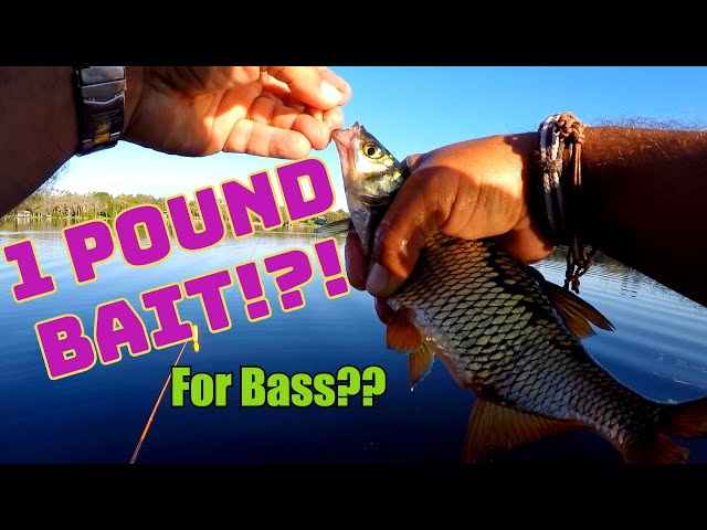 Fishing with the BIGGEST LIVE BAIT EVER!! Catches HUGE