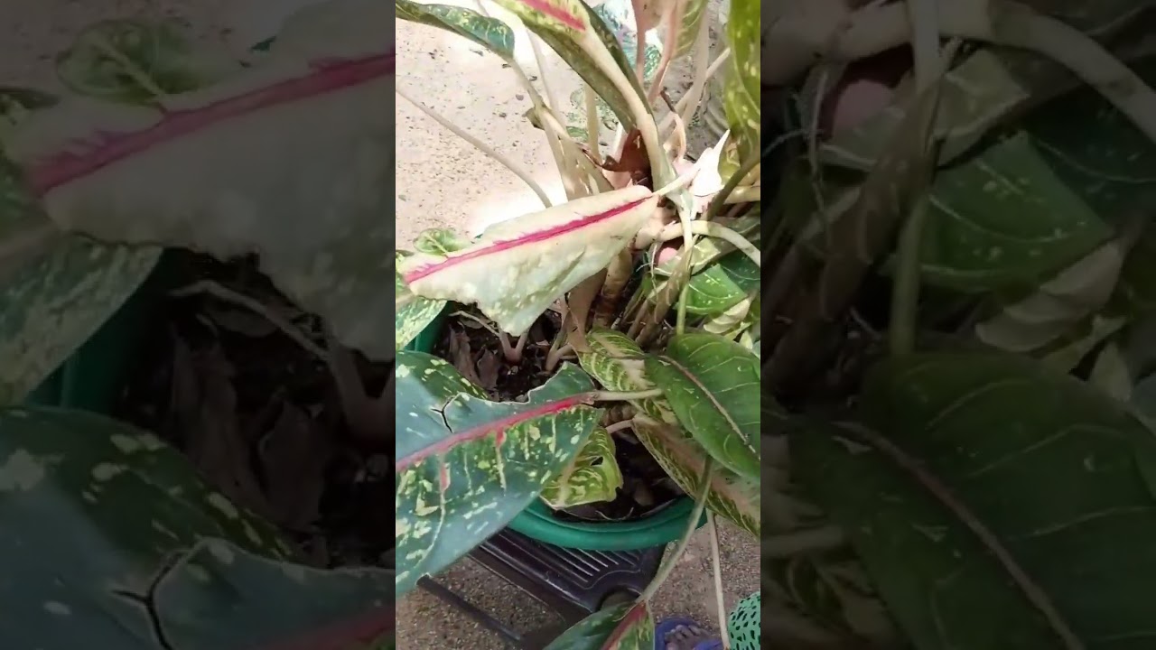 My 1st plant sale ama nindu creations