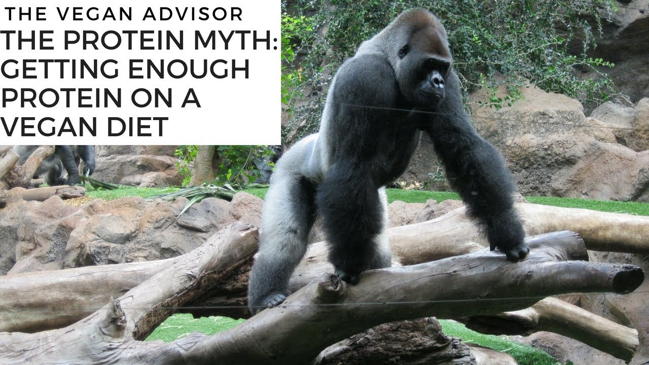 The Protein Myth How to Get Enough Protein on a Vegan Diet YouTube