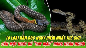 Top 10 Loài Rắn Độc Nguy Hiểm Nhất Thế Giới - Loài Độc Nhất Có Thể Làm Bay Màu Hàng Ngàn Người