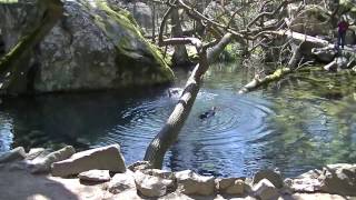 Как умываются утки. Воронцовский пруд в Алупке (Озеро старости). How to wash ducks.
