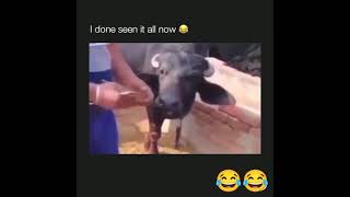 Watch till end😂😂😂 #Shorts #funny