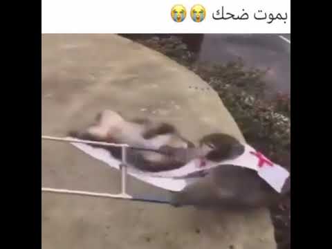 قرد مريض ميمز