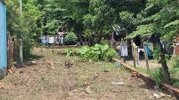 ĐẤT THỔ CƯ, ĐƯỜNG PHẠM VĂN CỘI, KV 6x50m 300m2, CHỈ 2.5 TỶ