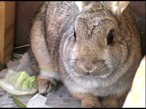 Rabbit Eating bunny แปลว่า