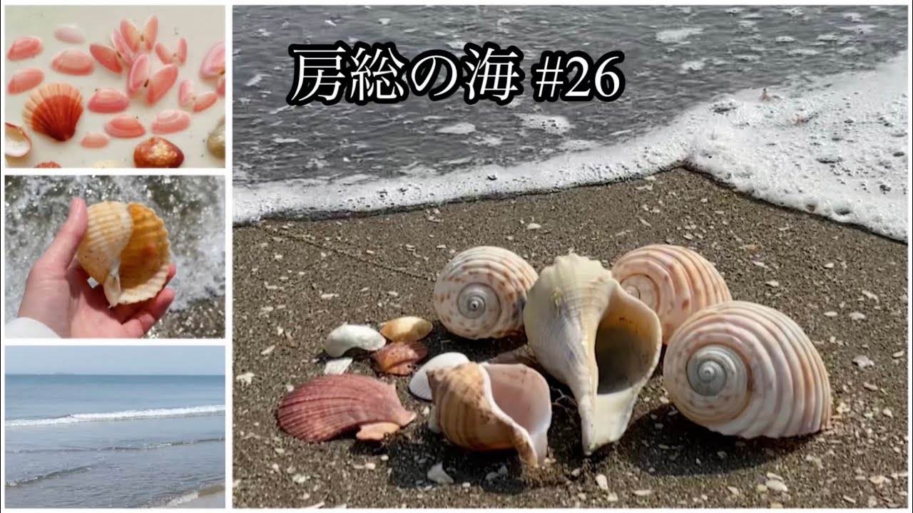 房総の海 39 美しい貝殻いろいろ キンチャク貝 クログチキヌタ 砂浜で貝殻拾い アズマニシキ Youtube