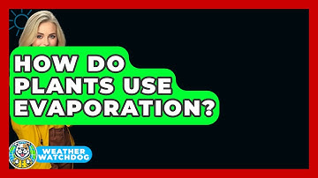 How Do Plants Use Evaporation? - Weather Watchdog