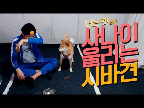 사나이 울리는 시바견 [턱형 X 까꿍이네 <strong>너는펫</strong> 2부]