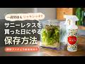サニーレタスを買った日にやる保存方法