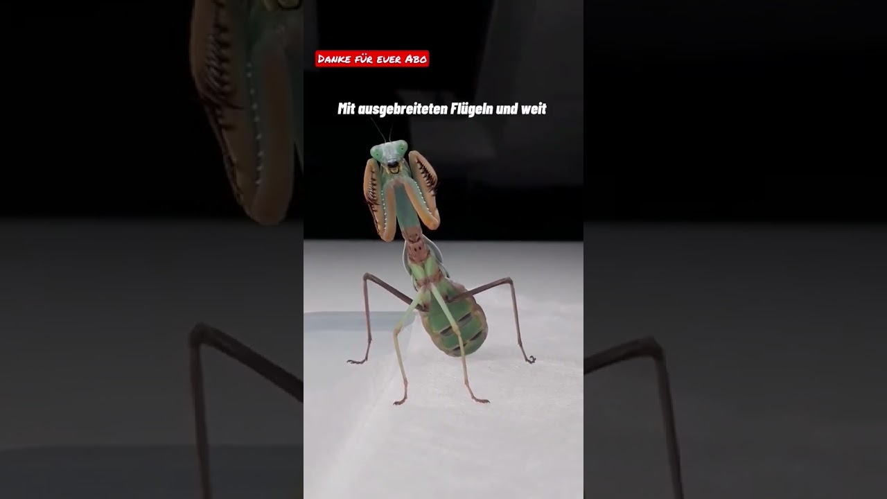 Mantiden Tanz? Nein! 