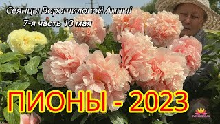 Сеянцы пионов Ворошиловой. Цветение 2023 года! Часть 7 / Сад Ворошиловой