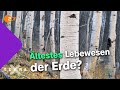 Pflanzenrekorde zum Weitersagen | Terra X plus thumbnail