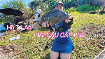 Câu Cá Tự Nhiên , Gặp Rô Phi Cụ Bãi Cây Khô Hồ Trị An☀️🎣