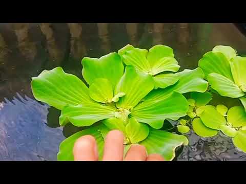 Video: Eichornia (15 Gambar): Apa Itu Gondok Air? Eichornia Varifolia Di Akuarium Dan Spesies Lain. Bagaimana Cara Menjaga Tanaman Pada Musim Sejuk? Menanam Dan Meninggalkan