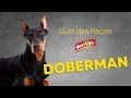 Guia de Raças - DOBERMAN, O CÃO AMIGO E CONFIÁVEL QUE ADORA CRIANÇAS