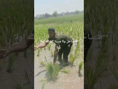 لا ساحل ولا مرينا الشتله اولا بينا
