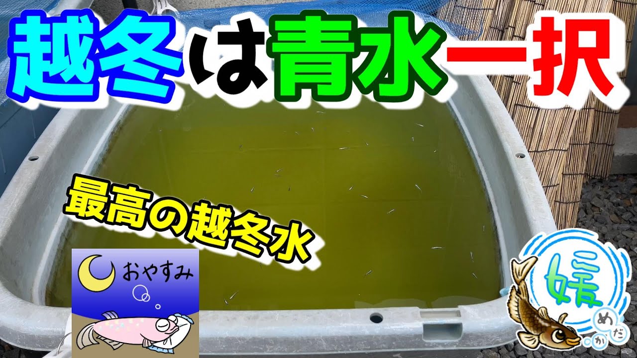 メダカの越冬は青水一択！越冬の基礎知識とグリーンウォーターの勧め【媛めだか】
