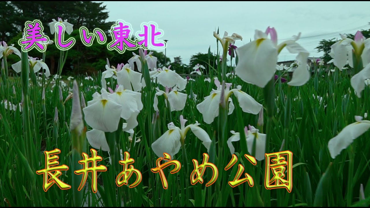 あやめの古里 長井あやめ公園 山形県長井市 Youtube あやめの古里 長井あやめ公園 山形県長井市 Youtube