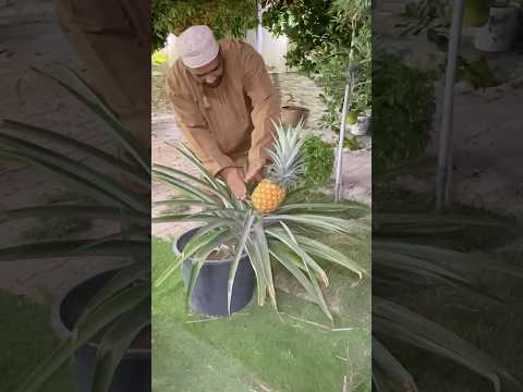 انتاج الاناناس في سلطنة عمان اكسبلور Fruit زراعة Pineapple أشجار اناناس مزرعة Reels