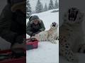 Desperate Rescue Snow Leopard Mom and Her Cubs Saved by Brave Team!