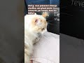 Un chat qui aime les histoires de Noël gothiques 😍