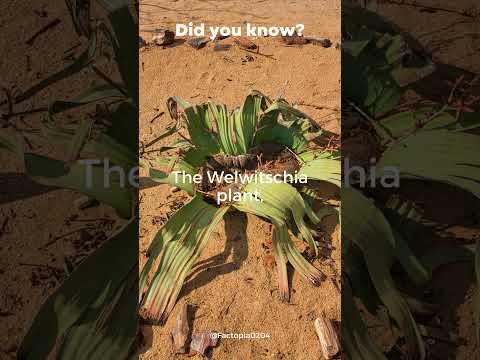 'The Welwitschia's Two