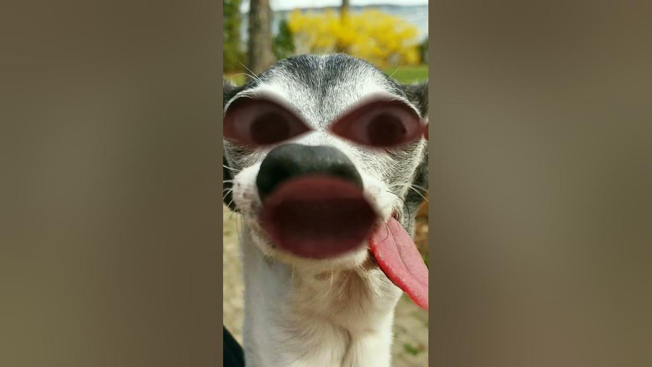 👑ЭТО ШАЛУЙШАЙ??👑 - YouTube