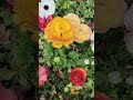 گل بهشت بهار Spring Flowers 