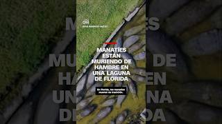 Manatíes están muriendo de hambre en una laguna de Florida