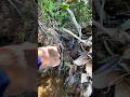 Gold search in the forest #rivergold #goldhunting #goldpanning #golddiscovery