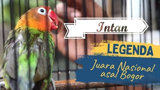 [EKSKLUSIF] RAWATAN ''Intan'' LOVEBIRD JAWARA NASIONAL BOGOR (EX BADBOYS PRODUCTION)