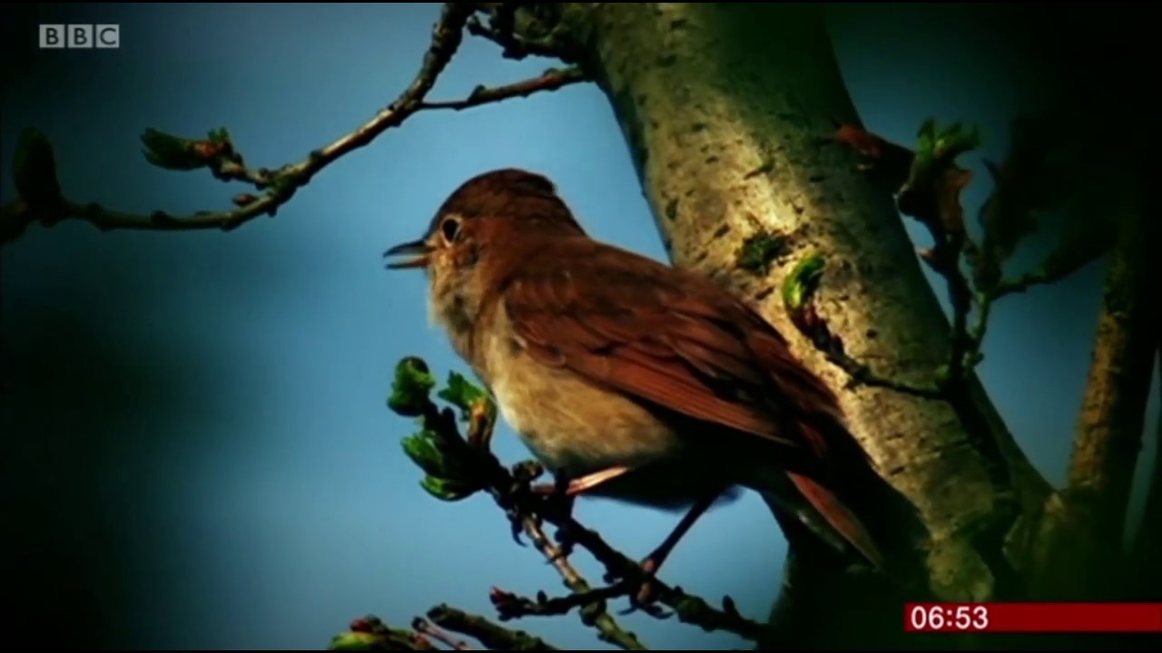 Sam Lee Singing With Nightingales : BBC Breakfast TV 2.5.17