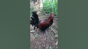 My stag rooster #freerangechickens #chicken #ayam
