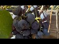 Grape Harvesting Day!