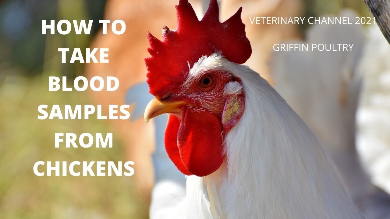 How To Take Blood Samples From Chickens Using The Brachial Vein YouTube