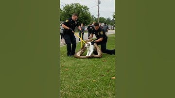 Cat vs Python:shocking Real-life  Rescue!#wildlife #wildliferescue #animals