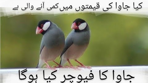 Java ka Future Kia ha| کیا جاوا کے ریٹ نیچے آنے والے ہیں