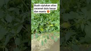 cape goose berry || ground cherry || physalis angulata very nice and sweet do you like it 😍💖