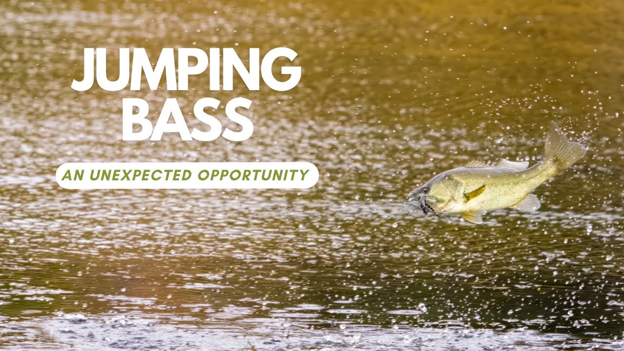 Jumping Bass - A Hackberry Farm Nature Photography Workshop video tutorial