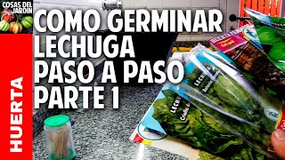 Cultivo de lechuga - Paso a Paso - Parte 1 - Como sembrar lechuga en casa