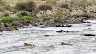 Cheetahs Barely Escapes Crocodile Infested River