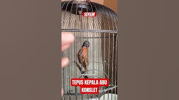 BURUNG TEPUS KEPALA ABU KONSLET | pancingan tepus gacor #kicaumania #burungmasteran #tepus