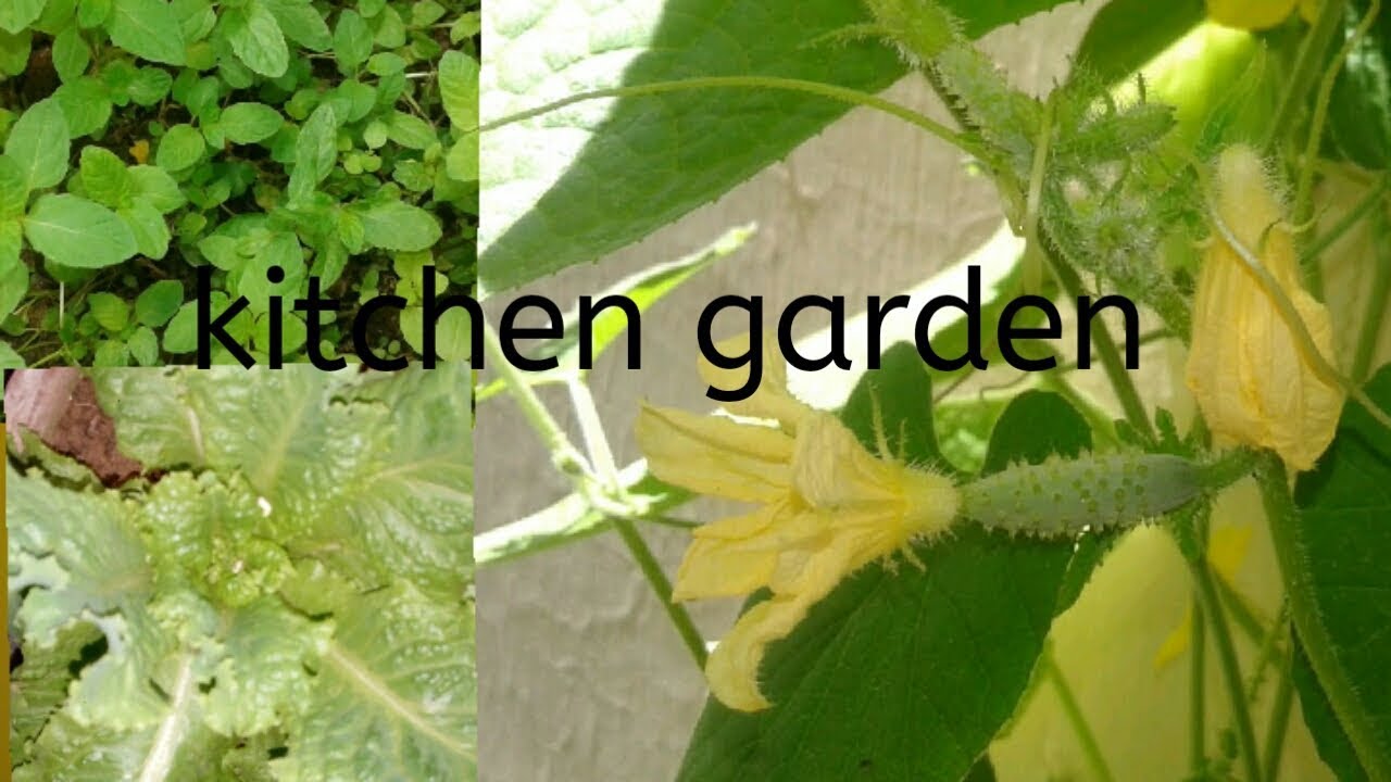 Kitchen garden/mini kitchen garden at home YouTube
