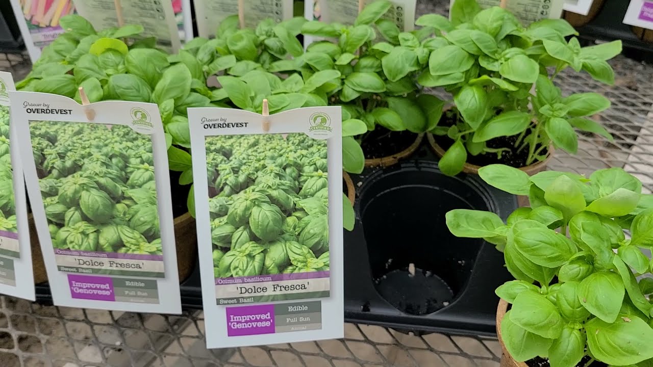 Basil 'Dolce Fresca' // SWEET😊 Delicious Flavor, COMPACT habit! Grown in biodegradable pots!