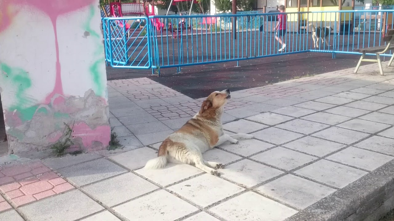 Stavrochori Heulender Hund wenn Kirchen Glocke laeutet YouTube