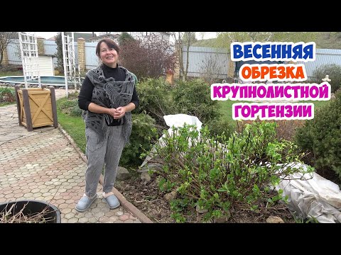 Обрезаю КРУПНОЛИСТНУЮ ГОРТЕНЗИЮ и сразу УКОРЕНЯЮ ЧЕРЕНКИ.