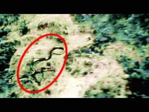 Creaturi Misterioase Vazute In Timpul Razboaielor