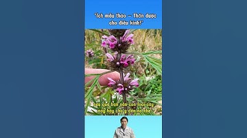 Ích mẫu thảo – Thần dược cho điều kinh #ichmau #roiloankinhnguyet #dieukinh #duoclieu #suckhoe