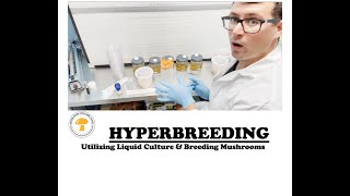 Hyperbreeding (cordyceps) mushrooms: How to breed mushrooms with less petri dishes in shorter time