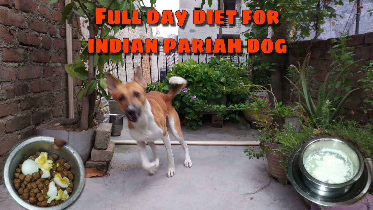 Full day diet for indian pariah dog ||  max indian dog vlogs || desi dog || adopted street dog